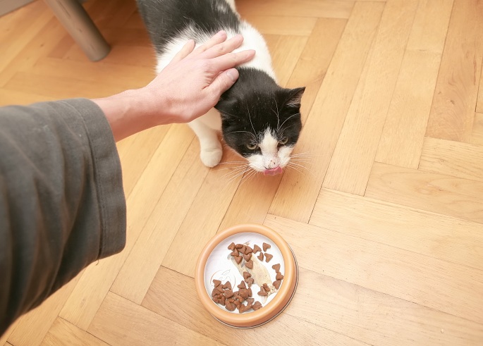 Katze wird gestreichelt beim Futter Foto