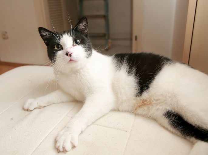 Schwarzweiße Katze auf Sofa Foto