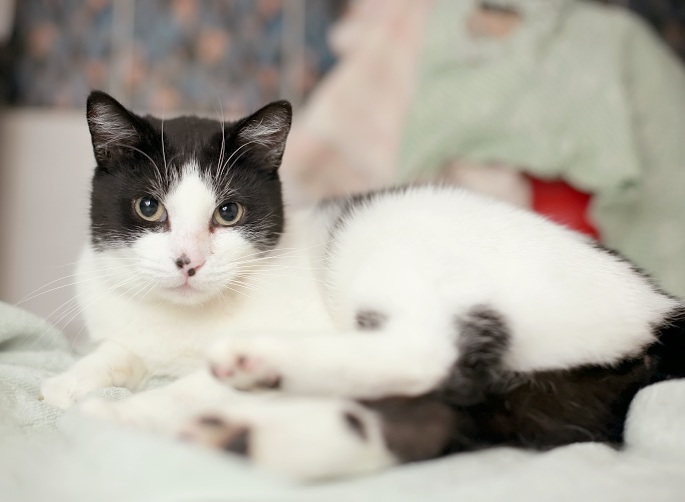 Schwarzweiße Katze auf kämpft mit Handtuch Foto