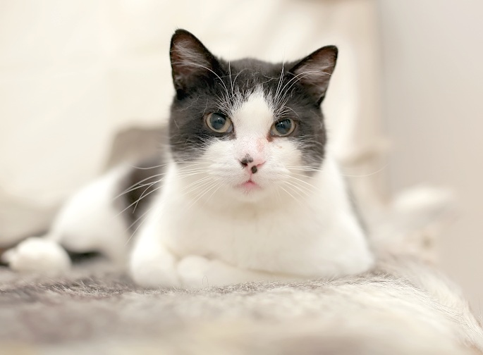 Schwarzweiße Katze liegt auf Wildschweinschwarte Foto