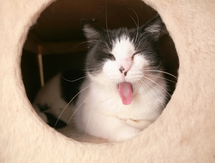 Schwarzweiße Katze gähnt in Kratzbaumhöhle Foto