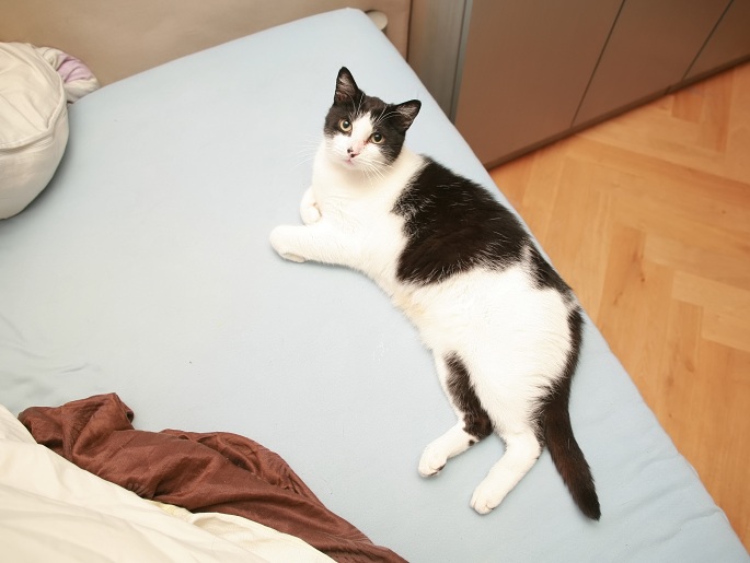 Schwarzweiße Katze liegt auf hellblauer Bettdecke Foto