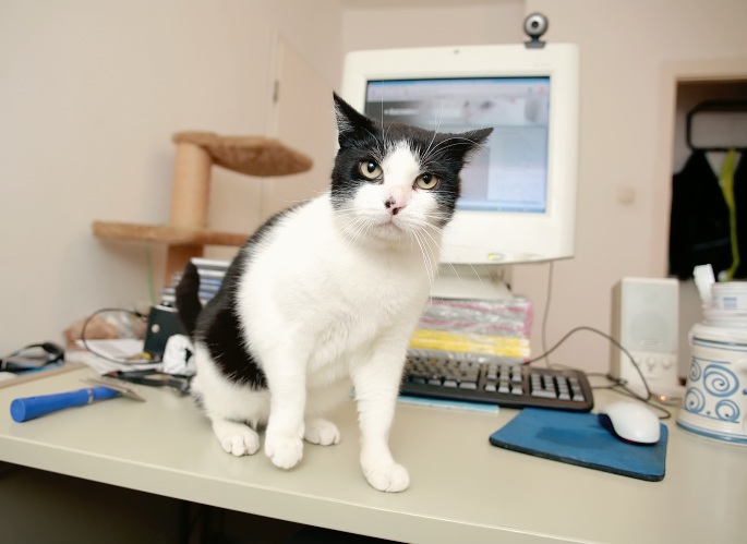 Schwarzweiße Katze auf Schreibtisch Foto