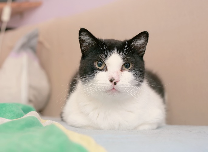 Schwarzweiße Katze brav auf Bett liegend Foto