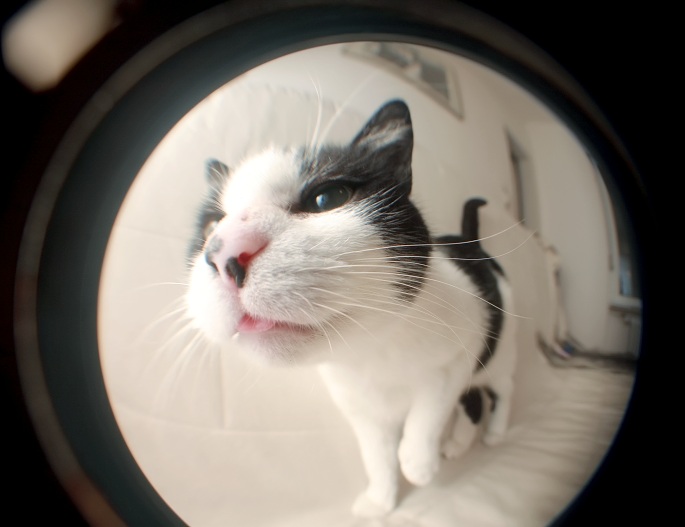 Schwarzweiße Katze mit Fischauge ganz nah Foto