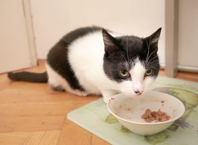 Schwarzweiße Katze mürrisch an Freßnapf Foto