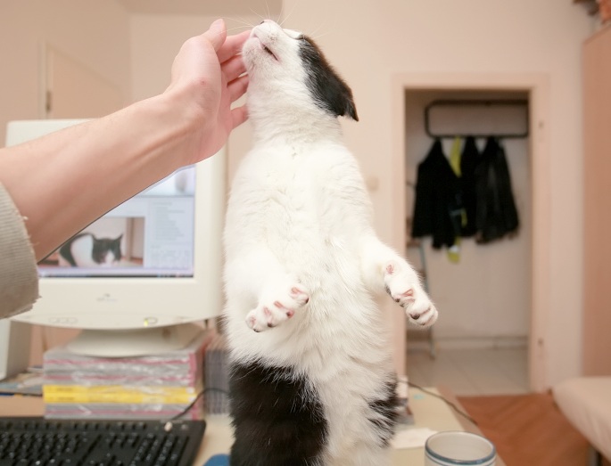 Schwarzweiße Katze macht Männchen Foto