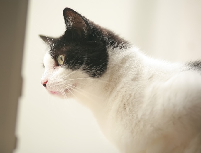 Seitliches Porträit einer schwarzweißen Katze Foto
