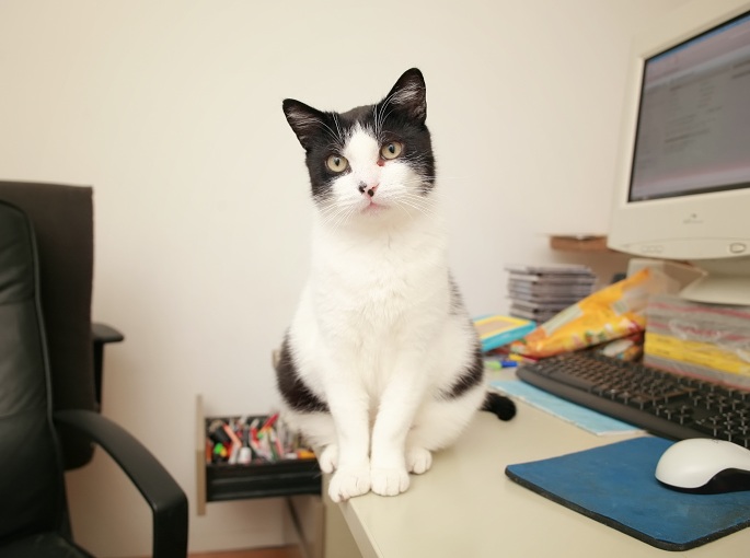 Schwarzweiße Katze sitzt birnenförmig Foto