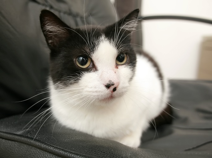 Schwarzweiße Katze sitzt auf Bürostuhl Foto