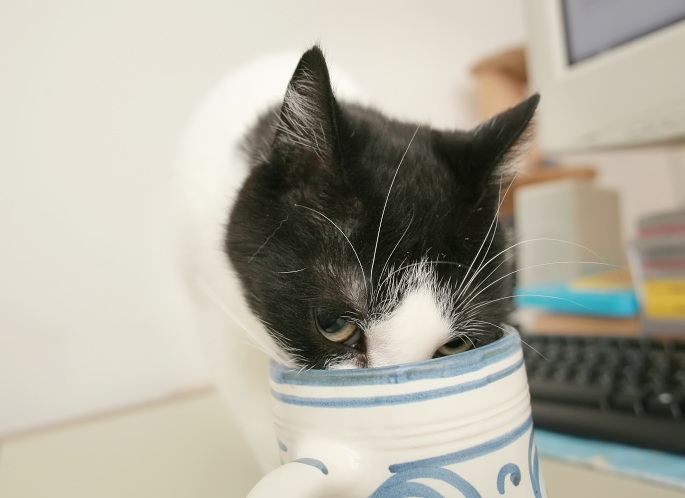 Schwarzweiße Katze trinkt aus Steinkrug Foto