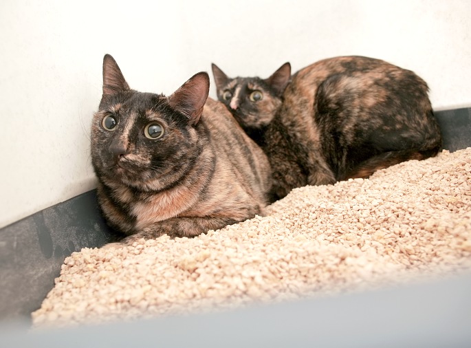 Ängstliche Katzen versteckt im Katzenklo Foto