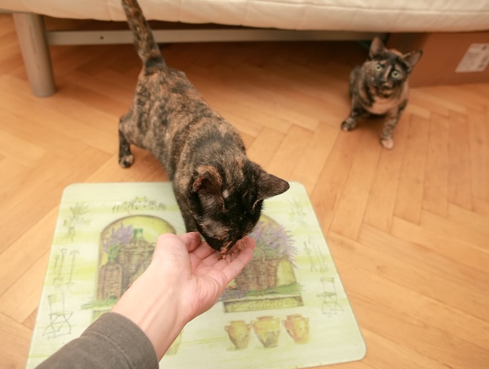 Zwei schwarzbraune Katzen bei der Handfütterung Foto