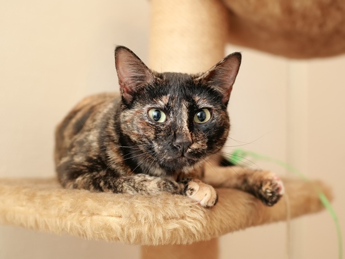 Schwarzbraune Katze auf Kratzbaum Foto
