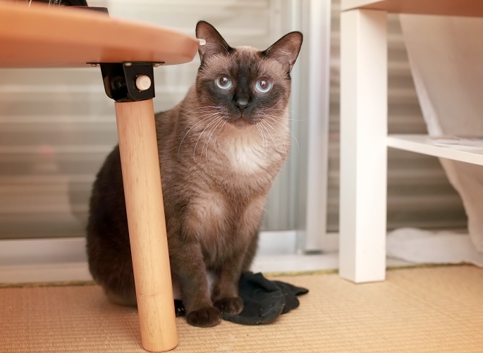 Dicke Siamkatze sitzend Foto
