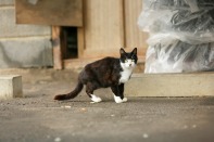 Auf einem verlassenen Bauernhof sucht diese unglückliche Katze nach Futter. Foto