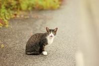 Vorwurfsvolles Maunzen: Der Hunger läßt diese Katze um Futter betteln. Foto