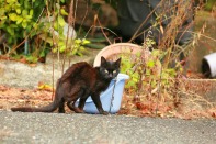 Verletzt und ganz dünn wurde diese Katze in der gesperrten Zone entdeckt. Foto