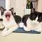 Eine Maus, zwei Katzen