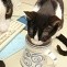 Durstige Katzen