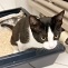 Wohlerzogene Katzen