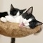 Müde Katzen