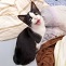 Allmorgendliche Situation im Bett