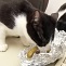 Trotz des guten Katzenfutters…