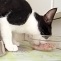 Katzenfuttervernichtung