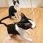 Action Cats!