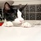 Baden mit Katzen