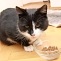 Etwas appetitloser Kater
