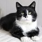 Der schöne Kater Fridolin
