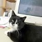 Katze blockiert Computer