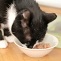 Nom Nom Nom