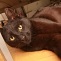 Der Kater will spielen