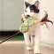 Noch eine Pflegekatze in Japan!