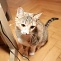 Katze und Kabel