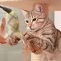 Der Kater und die Federn
