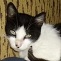 Notfallkatze Manci mit FIV