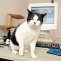 M&uuml;rrische Katze