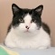 Ein Laib Katze