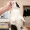 Standhafte Katze