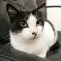 Seri&ouml;se Katze